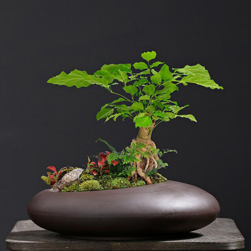레트로 보라색 점토 화분 중국 스타일 난초 아스파라거스 - Tagine Clay Pot 리뷰 및 가격